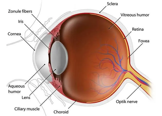 Cross-section diagram of a human eye.